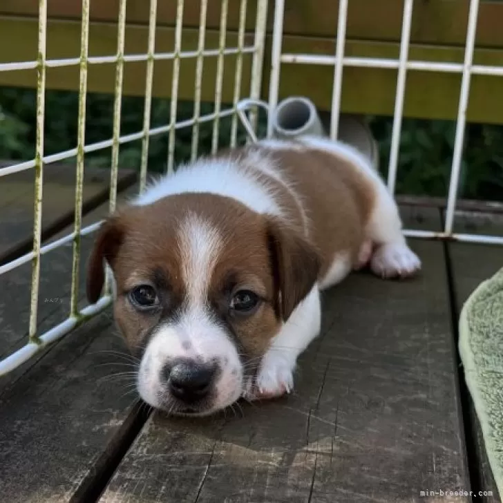 linda 様のお迎えした子犬