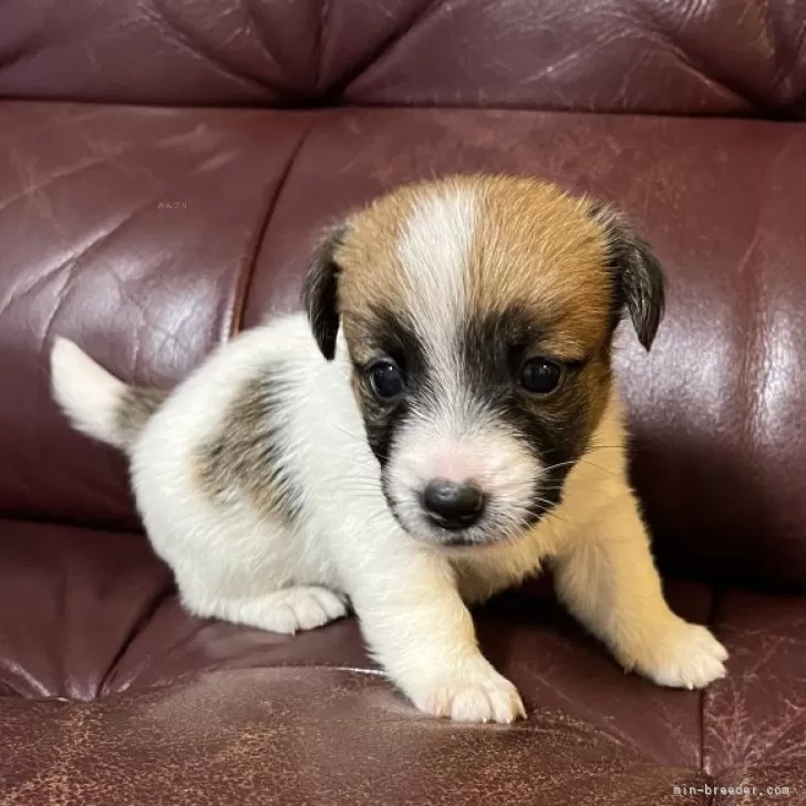 A.N 様のお迎えした子犬