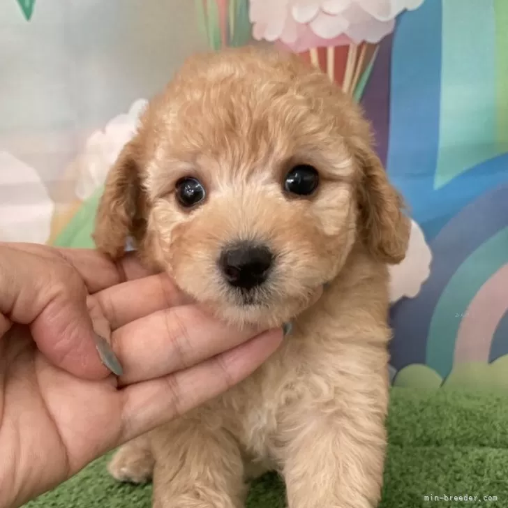 n.i 様のお迎えした子犬