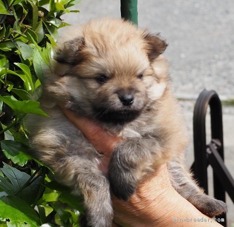 ポメラニアン 男の子 クリーム 19 04 生まれ 神奈川県 子犬id 1905 物凄く毛吹きの良い仔す 骨折 の心配のない系統です みんなのブリーダー