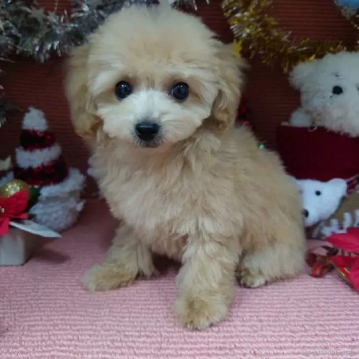 はらけん 様のお迎えした子犬