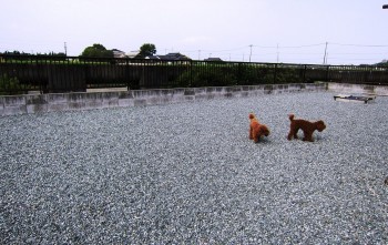 熊本県のティーカッププードルのブリーダーを探す みんなのブリーダー