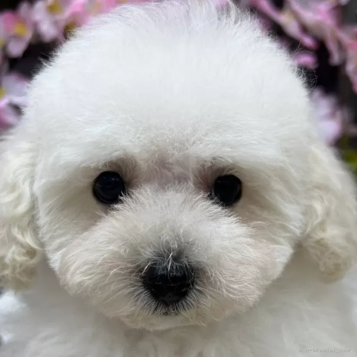 あーちゃん 様のお迎えした子犬