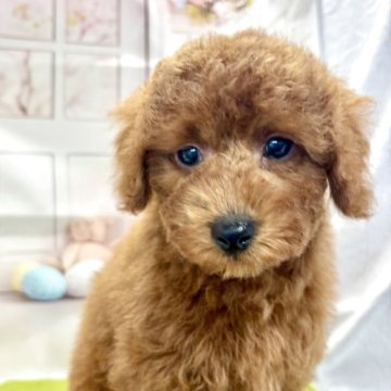 トイプードル(トイ)【栃木県・男の子・2025年2月6日・レッド】の写真「可愛いらしい男の子です👑」