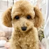 ティーカッププードル