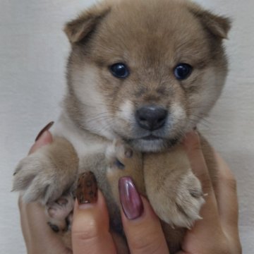 豆柴【富山県・男の子・2024年12月9日・赤茶】の写真「ふわふわでかわいい顔してます。」