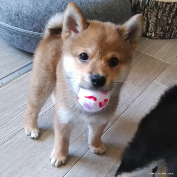 Y.Ｉ 様のお迎えした子犬