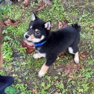 柴犬(豆柴)【富山県・男の子・2023年9月29日・黒】の写真「お目目まんまる綺麗なタヌキ顔」