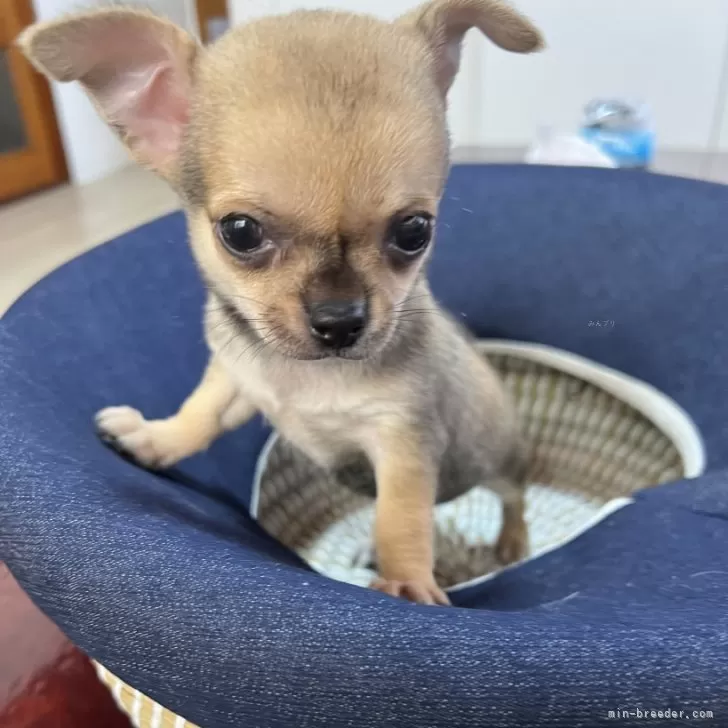 ななのあり 様のお迎えした子犬