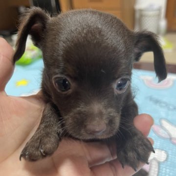 チワプー(チワワ×トイプードル)【岐阜県・女の子・2024年9月8日・チョコ】の写真「かわいい男の子」