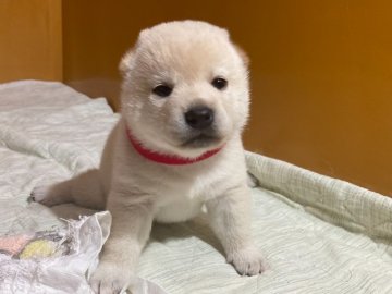 柴犬(標準サイズ)【愛知県・女の子・2021年7月18日・白】の写真「甘えん坊・活発」