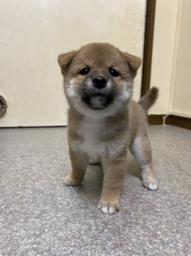 柴犬(標準サイズ)【愛知県・女の子・2021年9月19日・赤】の写真「甘えん坊 好奇心旺盛 活発」