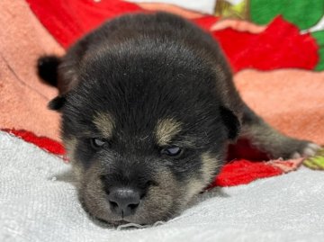 柴犬(標準サイズ)【愛知県・男の子・2022年4月14日・黒】の写真「毛並み良好・おとなしい」