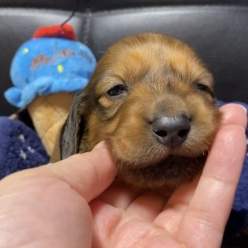 ミニチュアダックスフンド(ロング)【岐阜県・男の子・2024年11月11日・レッド】の写真「お目目あきました🎶」