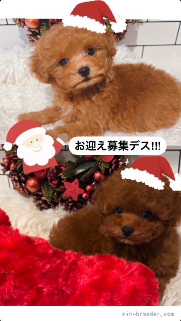 五十嵐千枝ブリーダーのブログ：お問い合わせお待ちしております🎅🎄🌟