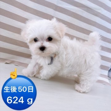 マルチーズ【群馬県・男の子・2024年11月25日・ホワイト】の写真「マイペースな白いふわふわな僕🐶‪🫶」