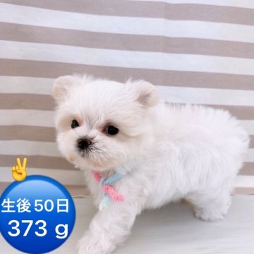 マルチーズ【群馬県・男の子・2024年11月25日・ホワイト】の写真「兄妹の中でも小さい僕ちん👶‪♡」