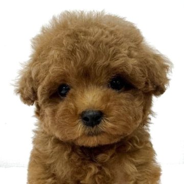 ティーカッププードル【群馬県・男の子・2025年3月9日・レッド】の写真「まだまだ極小赤ちゃん👶」