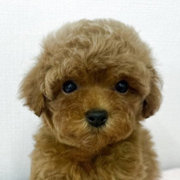 ティーカッププードル【群馬県・女の子・2025年3月9日・レッド】の写真「まだまだ極小赤ちゃん👶」