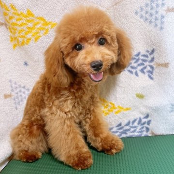 タイニープードル【群馬県・男の子・2024年6月10日・アプリコット】の写真「写真よりも実物が可愛い🐶💓」