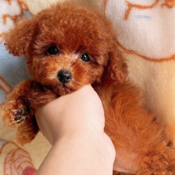 男の子(オス)のティーカッププードルの子犬を探す｜ブリーダー直販の子犬販売【みんなのブリーダー】