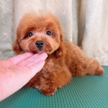 トイプードル(ティーカップ)【群馬県・女の子・2024年6月17日・レッド】の写真「あご下の毛が白いのがチャームポイント‎🤍」