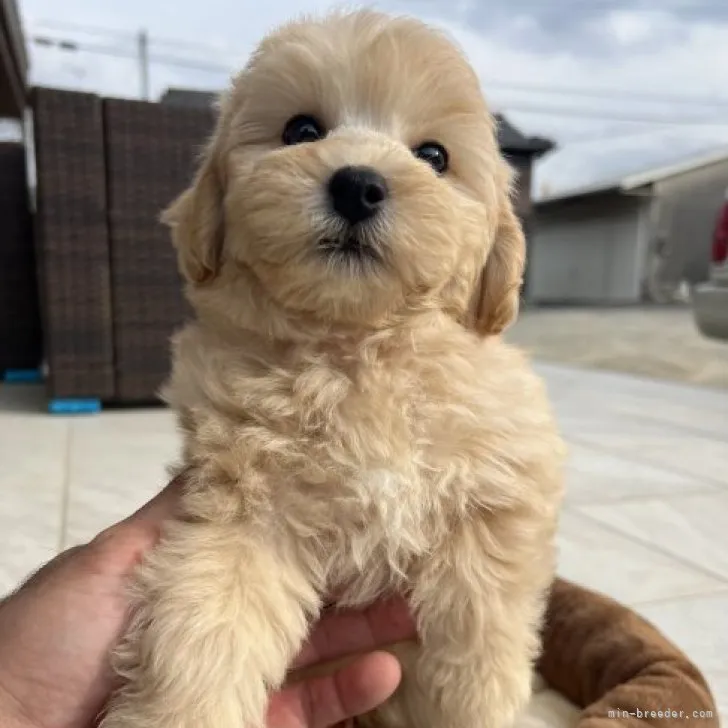 ゆういち 様のお迎えした子犬