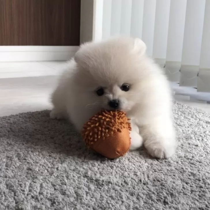 ごんそく 様のお迎えした子犬