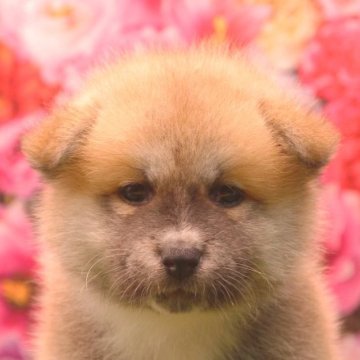 秋田犬【茨城県・女の子・2023年8月10日・赤】の写真「詳しくは動画をチェック！！【両親犬 賞歴有り】」