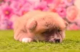 秋田犬【茨城県・女の子・2024年7月7日・赤】の写真3