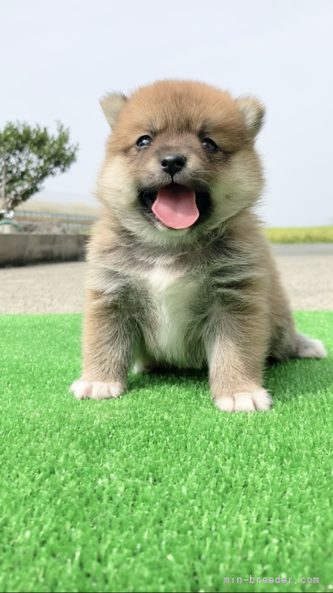 本島　軍勝(もとじま　ぐんかつ)ブリーダー(熊本県・柴犬など・JKC/ＫＣジャパン/一般社団法人日本豆柴協会登録)の紹介写真4