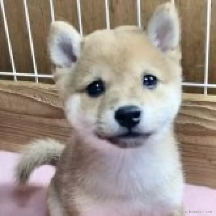 TN 様のお迎えした子犬