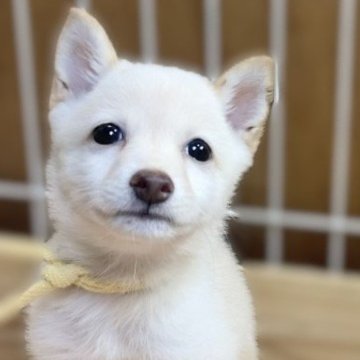 豆柴【熊本県・男の子・2024年7月15日・白】の写真「極小タイプで優しいお顔の男の子✨」