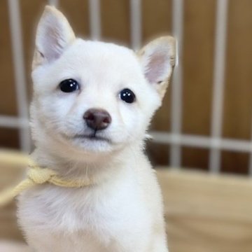 豆柴【熊本県・男の子・2024年7月15日・白】の写真「極小タイプで優しいお顔の男の子✨」