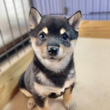 豆柴【熊本県・女の子・2024年11月14日・黒】の写真「お目目クリクリでまんまるの女の子✨」