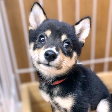 豆柴【熊本県・女の子・2024年7月8日・黒】の写真「お鼻の白いラインがチャーポイント✨」