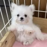 ポメマル(ポメラニアン×マルチーズ)【熊本県・男の子・2024年8月12日・クリーム】の写真3