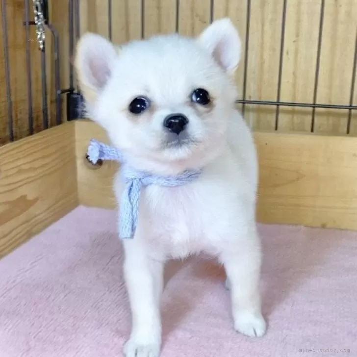 S.K 様のお迎えした子犬