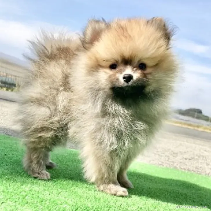 K.f 様のお迎えした子犬