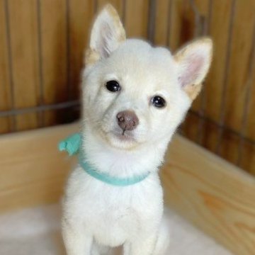 柴犬(豆柴)【熊本県・男の子・2024年7月3日・白】の写真「極小タイプで元気な男の子✨」