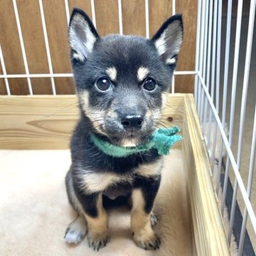 柴犬(豆柴)【熊本県・男の子・2024年7月15日・黒】の写真「極小タイプで元気な男の子✨」