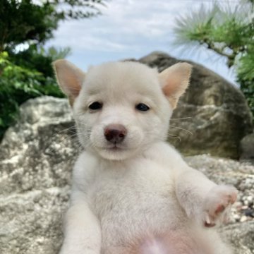 柴犬(豆柴)【熊本県・男の子・2023年7月20日・白】の写真「小さくて、悲しげフェイスの男の子🐶」