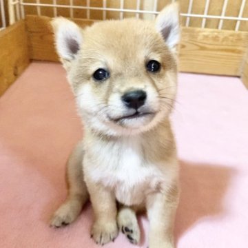 柴犬(豆柴)【熊本県・男の子・2024年4月2日・赤】の写真「小ぶりでまんまるムチムチの男の子✨」