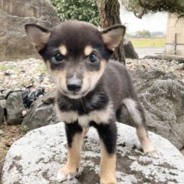 柴犬(豆柴)【熊本県・男の子・2023年8月25日・黒】の写真「特別価格でご案内です✨」