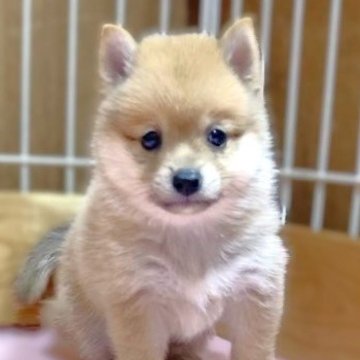 ポメ柴(ポメラニアン×柴犬)【熊本県・男の子・2024年5月18日・赤】の写真「人気のポメ柴ちゃん🧸」