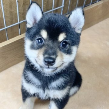 柴犬(豆柴)【熊本県・女の子・2024年6月10日・黒】の写真「まんまるムチムチの女の子✨」