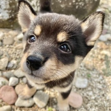 柴犬(豆柴)【熊本県・女の子・2023年7月20日・黒】の写真「小さくて、くりくりお目目の女の子」