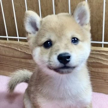 柴犬(豆柴)【熊本県・男の子・2024年6月18日・赤】の写真「まんまるムチムチの男の子✨」