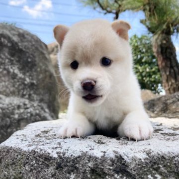 柴犬(豆柴)【熊本県・女の子・2023年7月28日・白】の写真「しろくまみたいでモフモフ感」