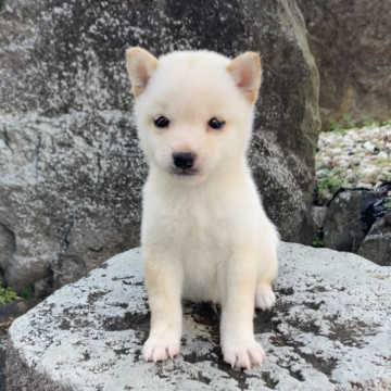 柴犬(豆柴)【熊本県・男の子・2023年11月21日・白】の写真「新年特別価格でご案内です✨」